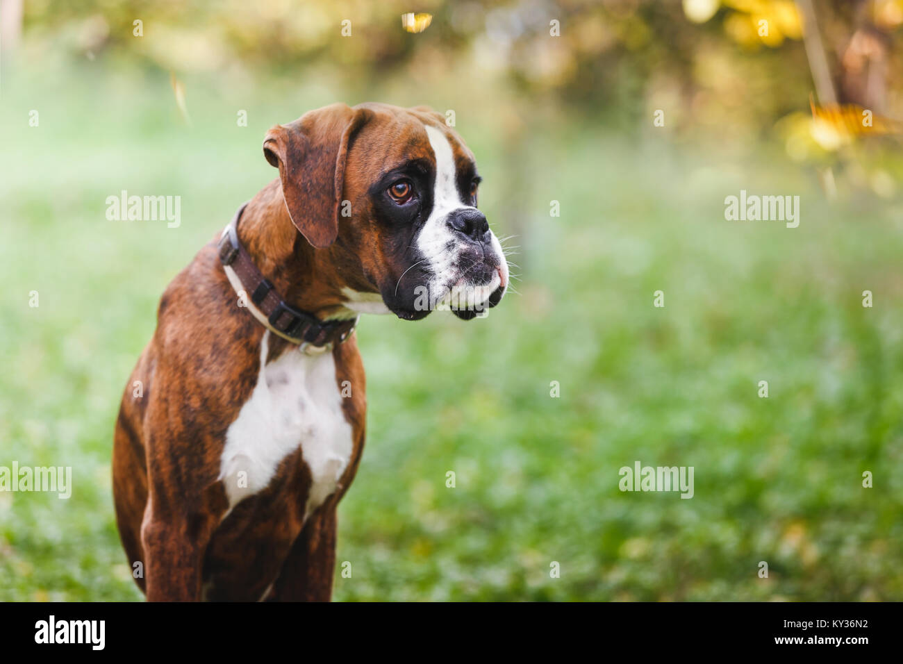 Ritratto di marrone boxer cucciolo seduto sull'erba nel parco Foto Stock