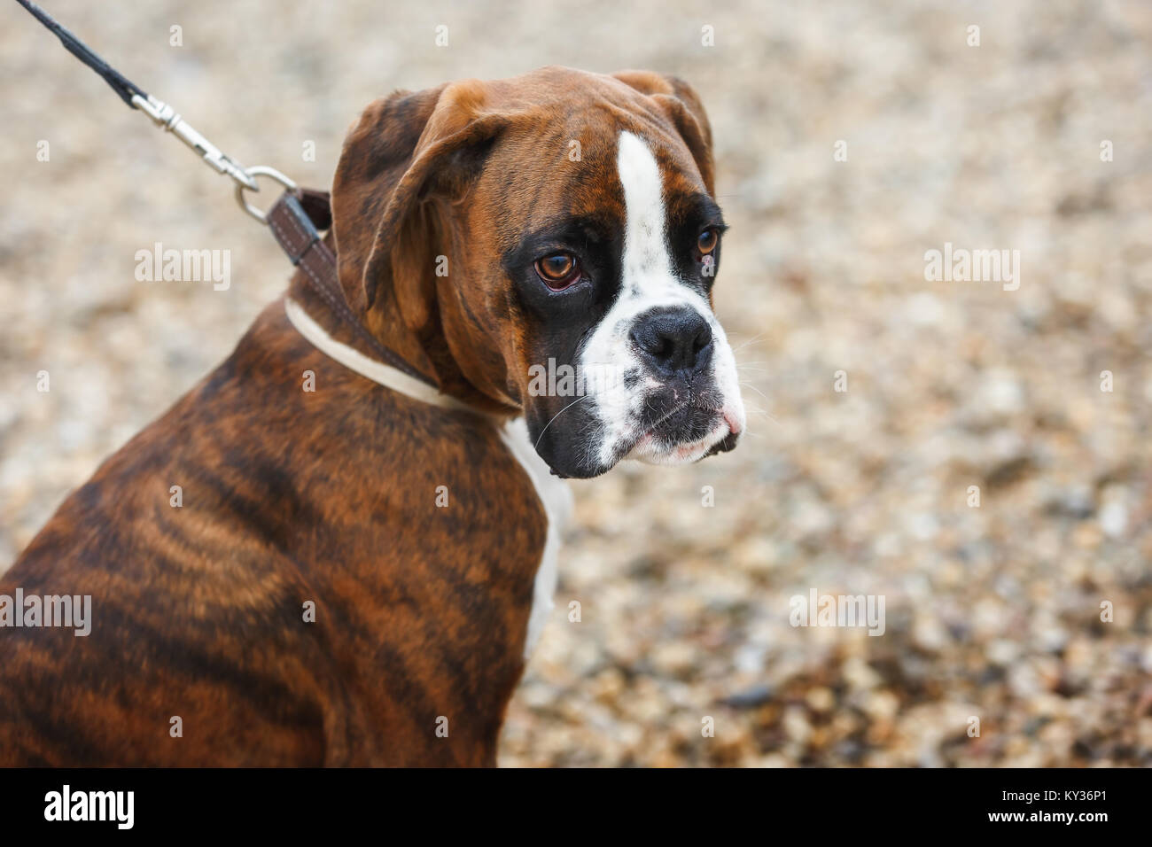 Ritratto di boxer cucciolo di cane sulla spiaggia Foto Stock
