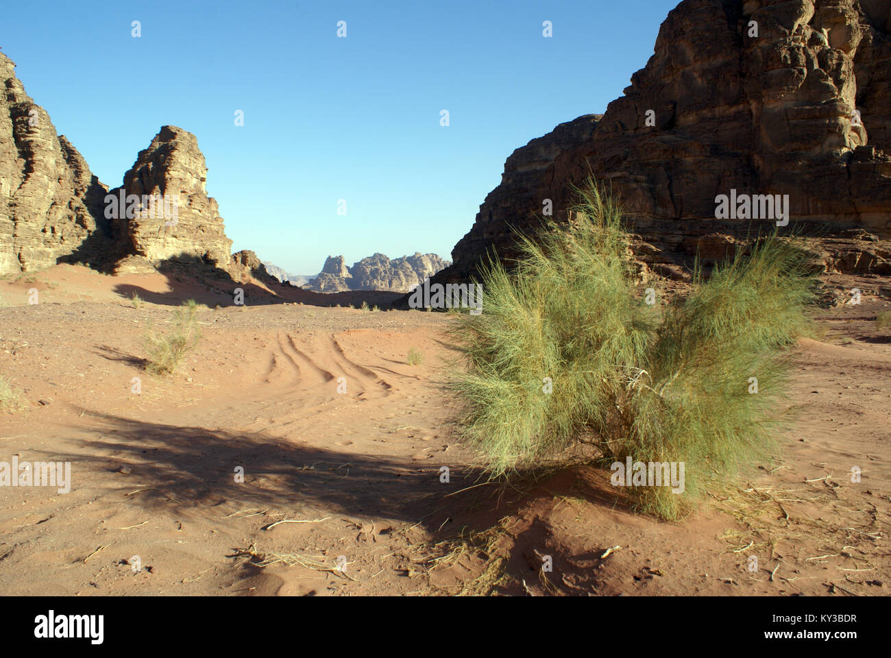 Bush e sabbia nel Wadi Rum desert, Giordania Foto Stock