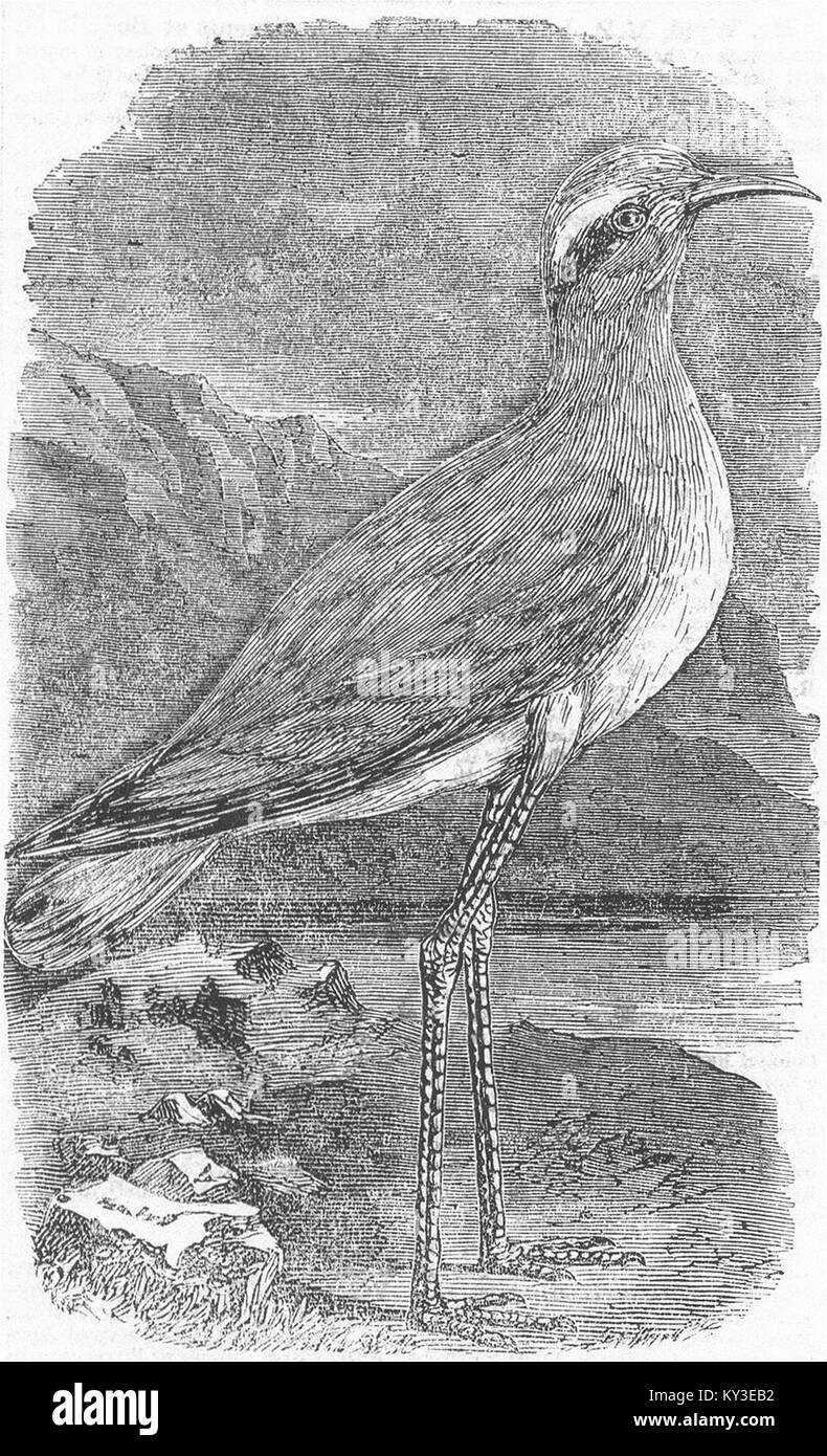 HACKNEY MARSHES crema-courser(Cursorius europaeus) 1858. Illustrato News del mondo Foto Stock