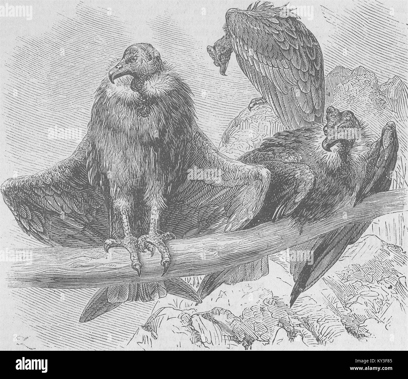 Gli uccelli Condor a riposo 1874. Il grafico Foto Stock