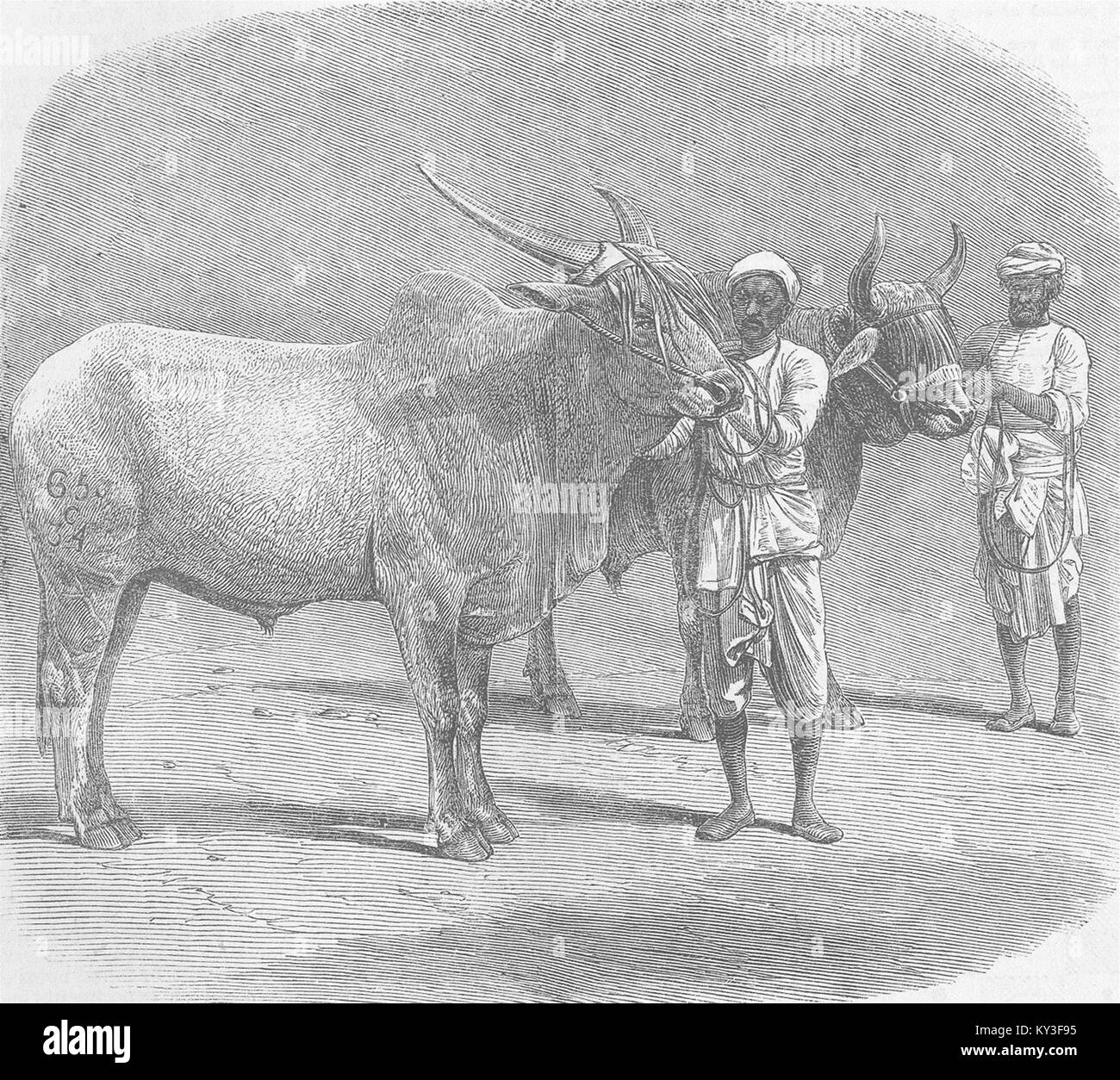 INDIA Farm show, Premio Roorkee campo-torelli 1855. Illustrated London News Foto Stock
