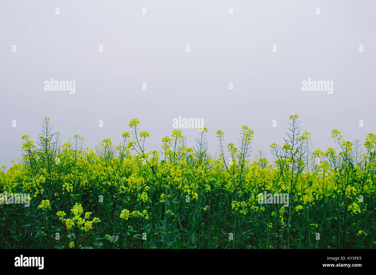 Campo giallo di colza fiori. Foto Stock