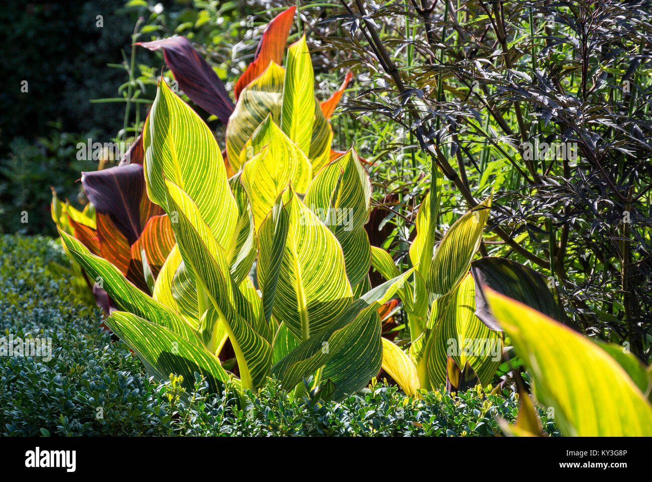 FOGLIE DI CANNA Foto Stock