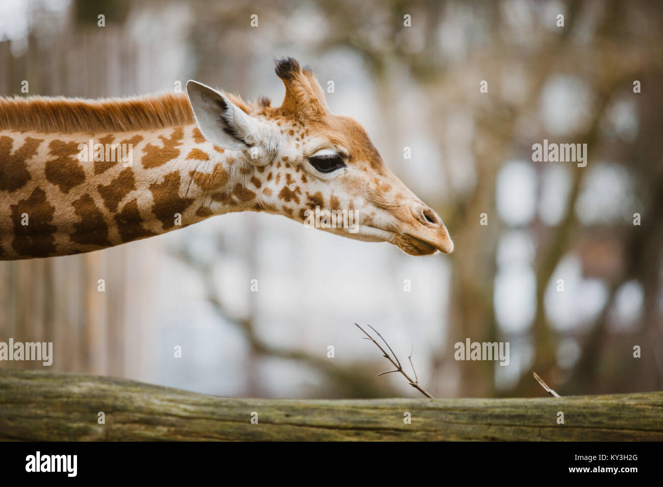 Close-up, ritratto di una giovane africano giraffa africana recentemente avvistati in tempo nuvoloso, stagione fredda. Foto Stock