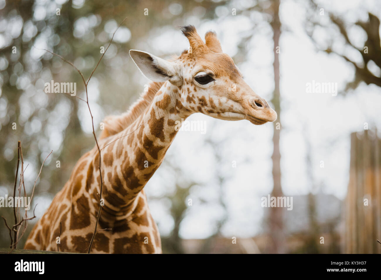 Close-up, ritratto di una giovane africano giraffa africana recentemente avvistati in tempo nuvoloso, stagione fredda. Foto Stock