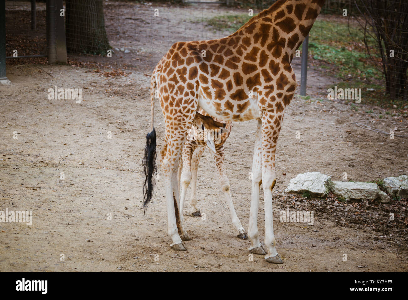 Mamma e Bambino giraffa. Un piccolo neonato giraffe bevande latte da un macchiato mom in un nuvoloso meteo la stagione fredda. Foto Stock