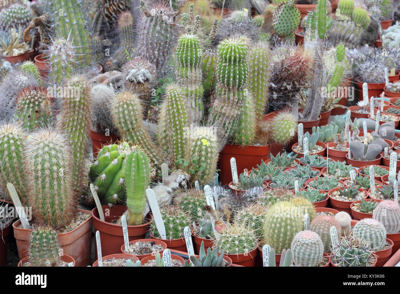 Succulente e cactus impianto sul display a Oakdene cactus nursery, vicino a Barnsley, South Yorkshire, Inghilterra, Regno Unito, Foto Stock Succulente e cactus impianto sul display a Oakdene cactus nursery, vicino a Barnsley, South Yorkshire, Inghilterra, Regno Unito, Foto Stock