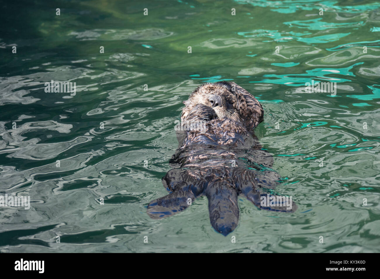 Sea Otter: Enhydra lutris. Acquario, Vancouver, Canada Foto Stock