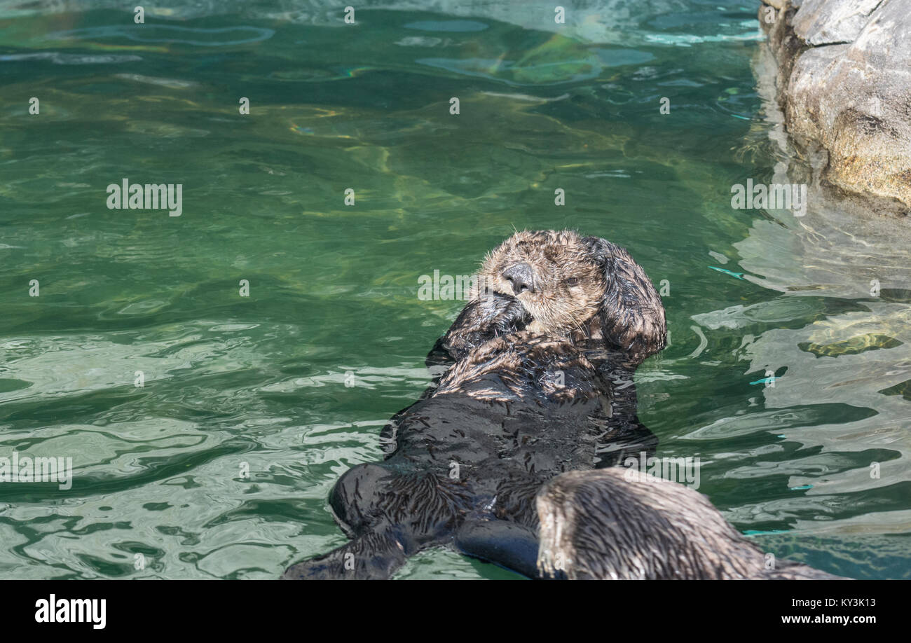Sea Otter: Enhydra lutris. Acquario, Vancouver, Canada Foto Stock