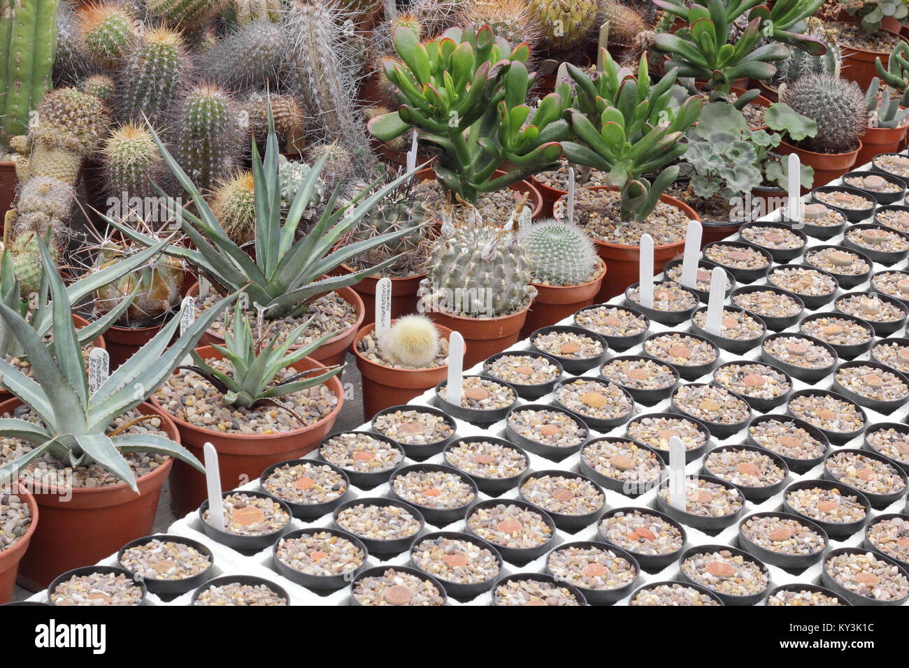 Succulente e cactus impianto sul display a Oakdene cactus nursery, vicino a Barnsley, South Yorkshire, Inghilterra, Regno Unito, Foto Stock Succulente e cactus impianto sul display a Oakdene cactus nursery, vicino a Barnsley, South Yorkshire, Inghilterra, Regno Unito, Foto Stock