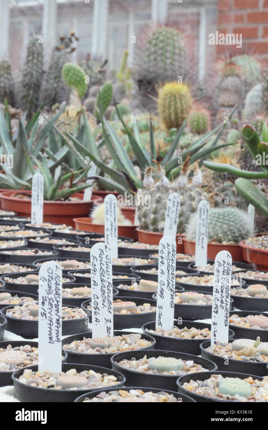 Succulente e cactus impianto sul display a Oakdene cactus nursery, vicino a Barnsley, South Yorkshire, Inghilterra, Regno Unito, Foto Stock Succulente e cactus impianto sul display a Oakdene cactus nursery, vicino a Barnsley, South Yorkshire, Inghilterra, Regno Unito, Foto Stock