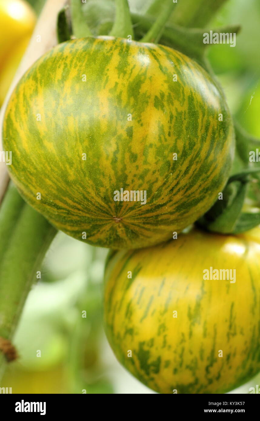'Verde Zebra' cultivar di pomodoro avvicinandosi alla maturità, sulla vite in una serra in un giardino inglese, REGNO UNITO Foto Stock