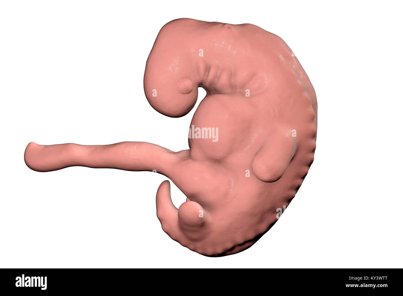 Embrione durante il tardo periodo della quarta settimana, illustrazione del computer. Foto Stock
