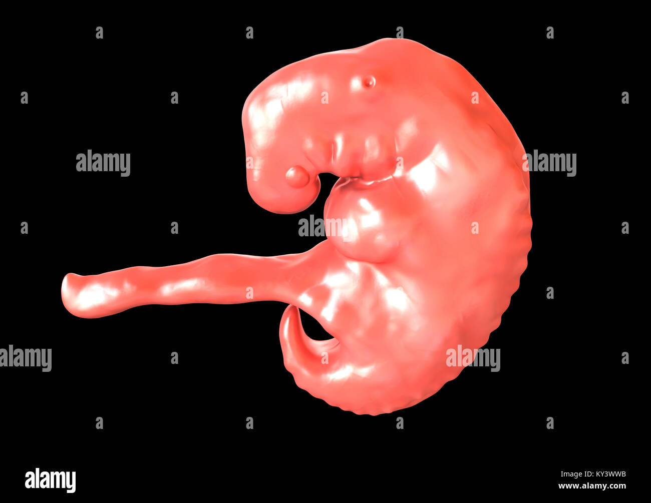 Embrione durante la parte centrale della quarta settimana, illustrazione del computer. Foto Stock