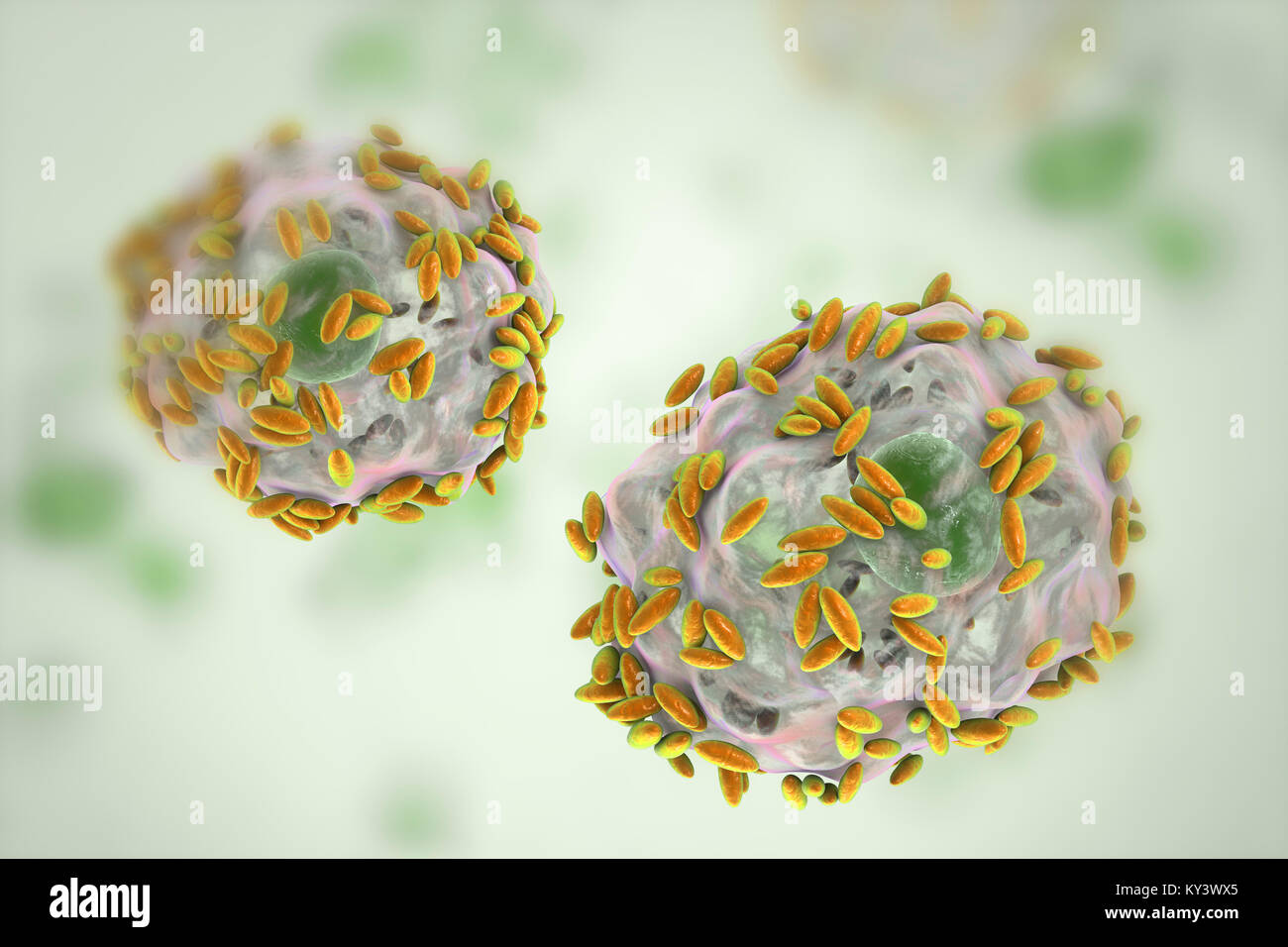 La vaginosi batterica. Computer illustrazione di Gardnerella vaginalis  batteri (aste) attaccato alle cellule epiteliali, noto come indizio di  cellule. G. vaginalis è una delle specie di batteri che causano la  vaginosi. Indizio