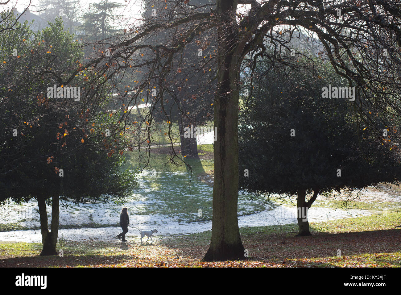 Signora cane a piedi su un luminoso inverno mattina in Brinton Park, Kidderminster. La luce del sole splende attraverso gli alberi di grandi dimensioni a neve-coperta di erba. Foto Stock