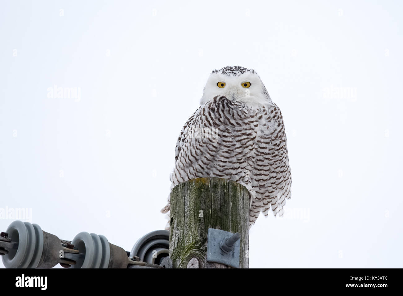 Civetta delle nevi (bubo scandiacus) seduti su un polo utilità nel selvaggio e guardando la fotocamera. Un sacco di dettagli e la camera per la copia se necessario. Foto Stock