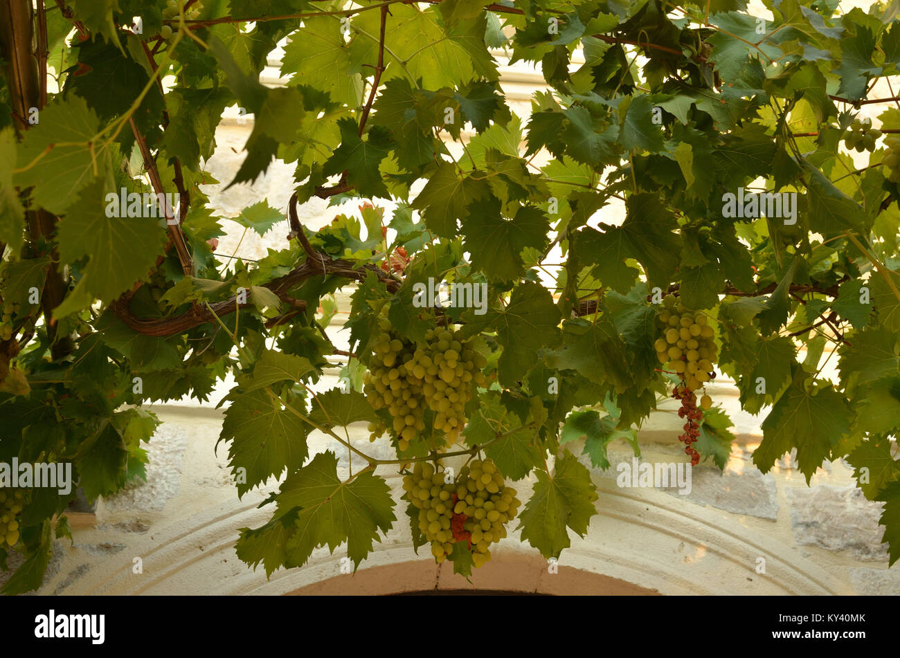 Uva verde in un palazzo costiera giardino in estate Foto Stock