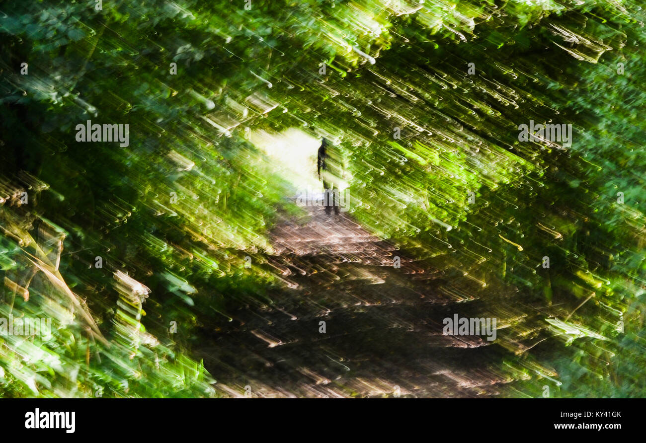 Hiker, in un tunnel di verde sulla costa inglese a Coast Path, Cleator, Inghilterra. Foto Stock