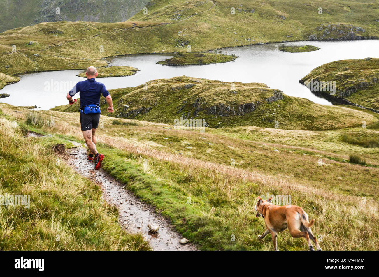 Cadde runner, runner di montagna; Angolo Tarn vicino Patterdale, Cumbria, Inghilterra; l'Inghilterra del Coast to Coast Path Foto Stock