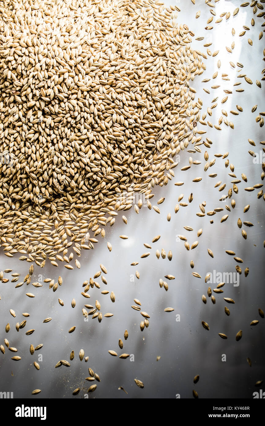 Pilsner Birra di malto di heap di grano su un bianco riflettente tabella in Studio Foto Stock