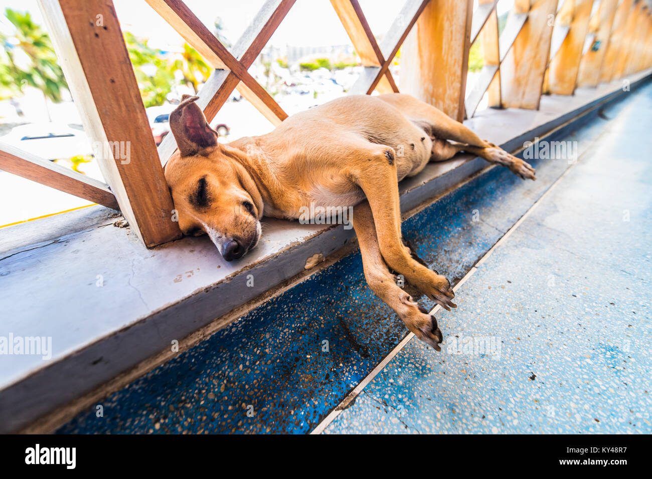 Senzatetto stanco piccolo cane giacenti e dormire a corrimano in aeroporto dei Caraibi. Foto Stock