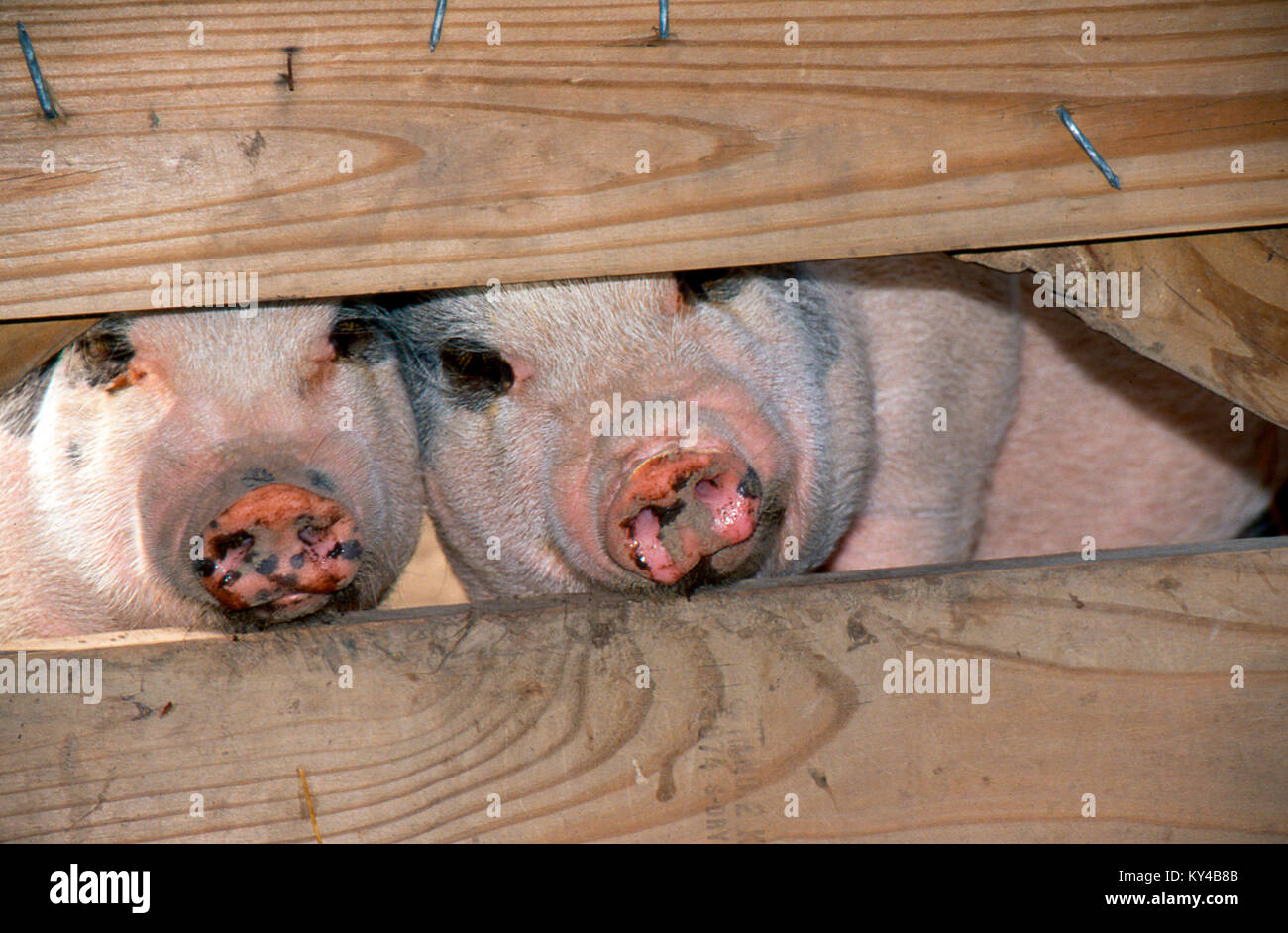 Due maiali, Sus, sbircia attraverso la recinzione della fattoria, Missouri, USA Foto Stock