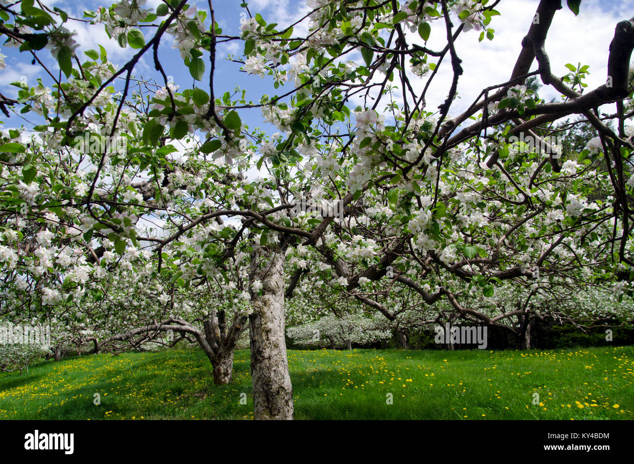 Alberi di mele (Malus pumila) in Bloom, Hansel il frutteto, North Yarmouth Maine, Stati Uniti d'America Foto Stock