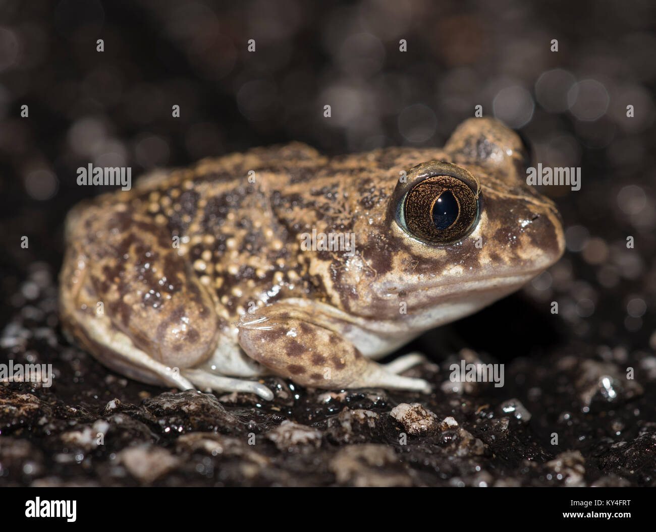 Western Spadefoot Toad Pelobates cultripes fuori in una piovosa notte nei pressi di Mertola Algarve Portogallo Foto Stock