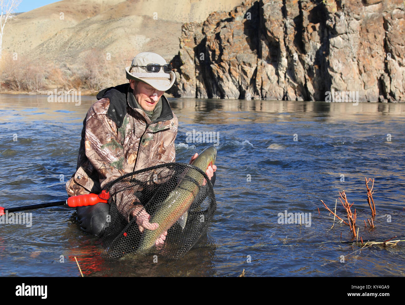 L'uomo la cattura di una grande trota steelhead Foto Stock