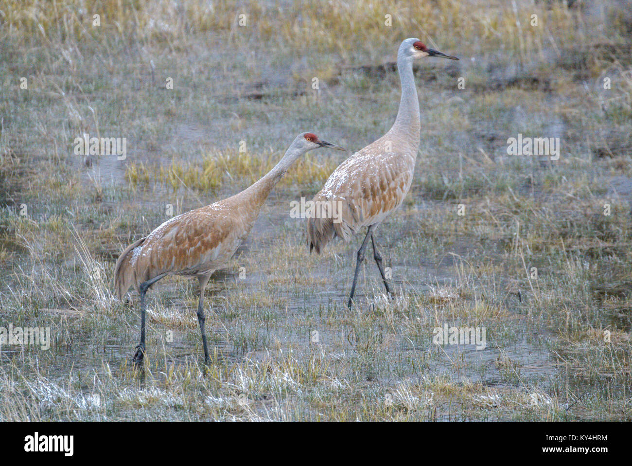 Gru Sandhill primavera tempo-Parco Nazionale di Yellowstone Foto Stock