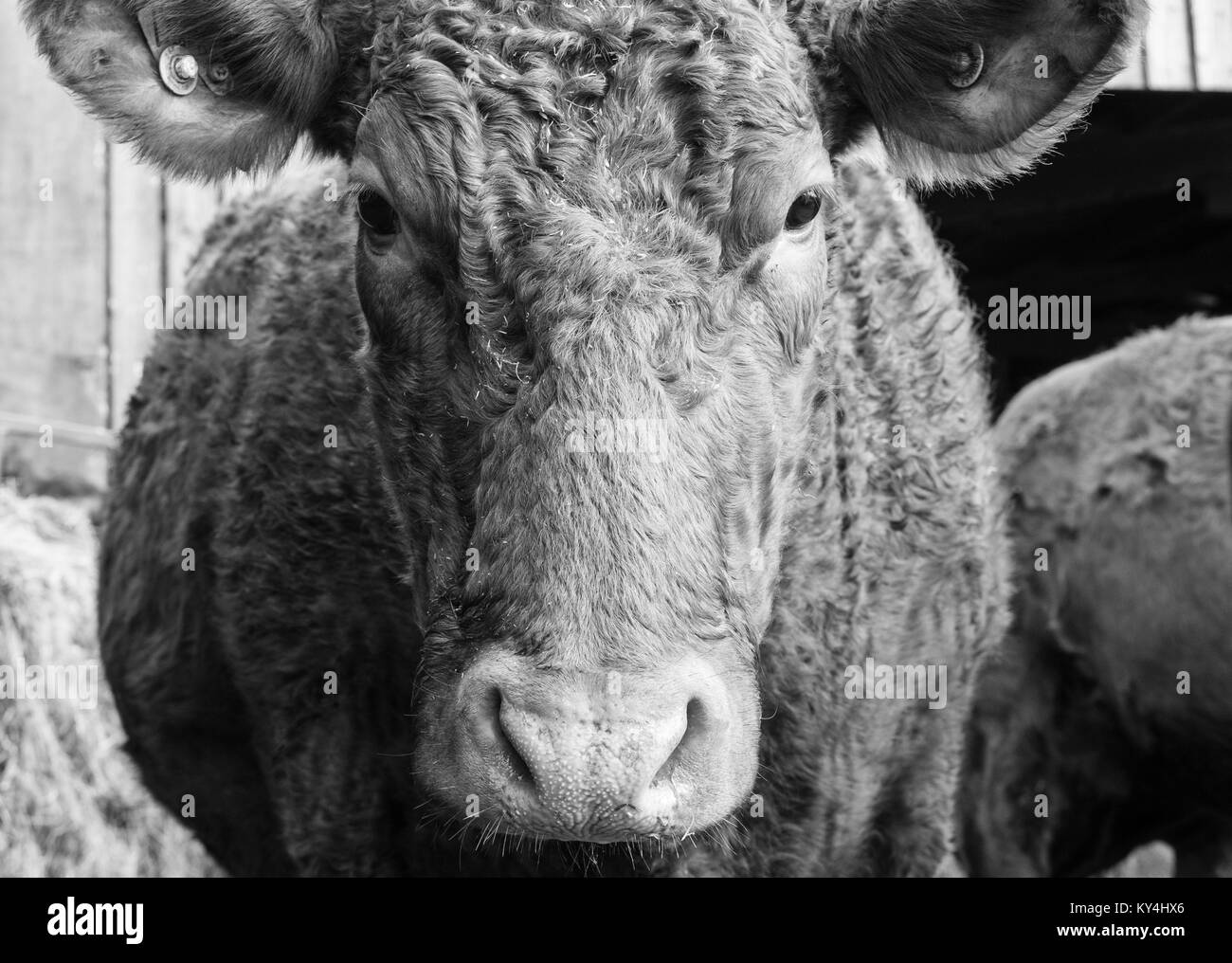 Mucca nel cantiere di fattoria Foto Stock