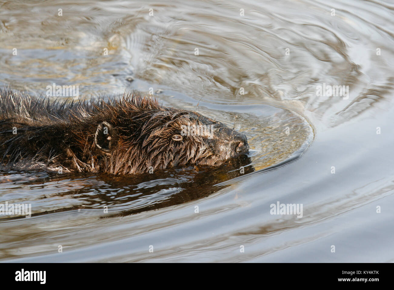 Grande castoro mangiare radici nel lago. Foto Stock