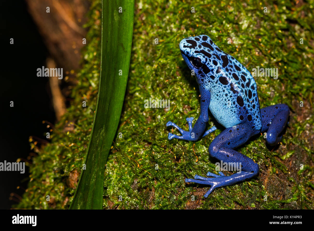 Blue Poison Dart Frog Foto Stock