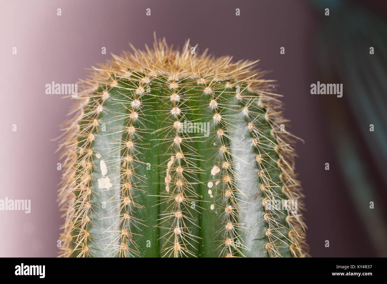 In alto di un cactus. Foto Stock