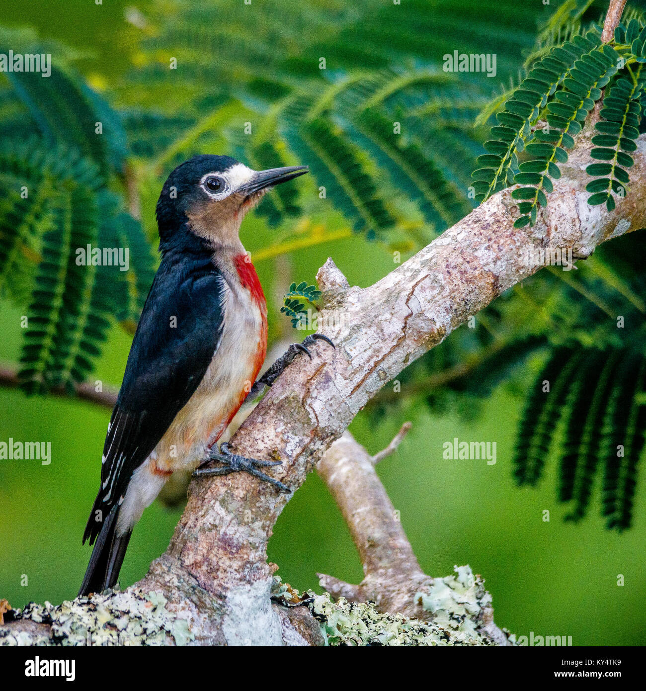 Un portoricano woodpecker appollaiato su un ramo al mio cortile anteriore. Foto Stock