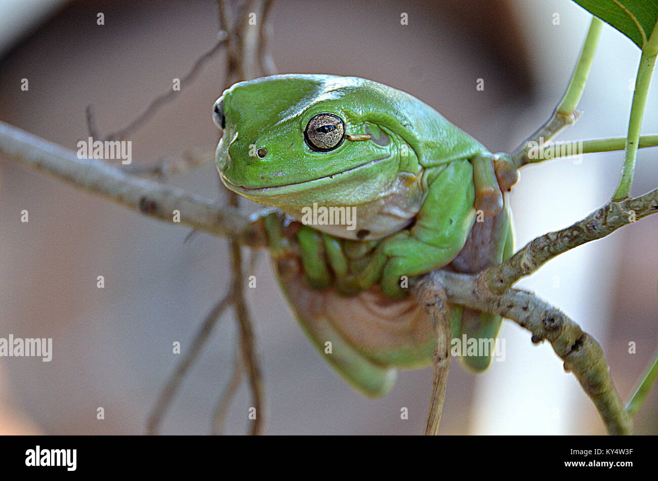 Bianco-rana a labbro (Litoria infrafrenata) in Australia Foto Stock