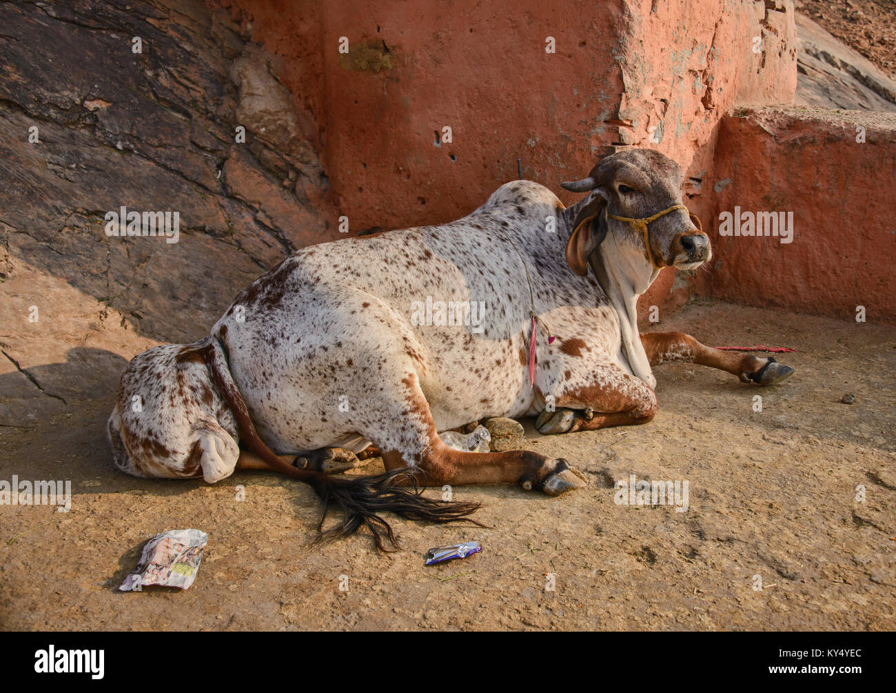 Vacca sacra per le strade di Jaipur, Rajasthan, India, Asia Foto Stock