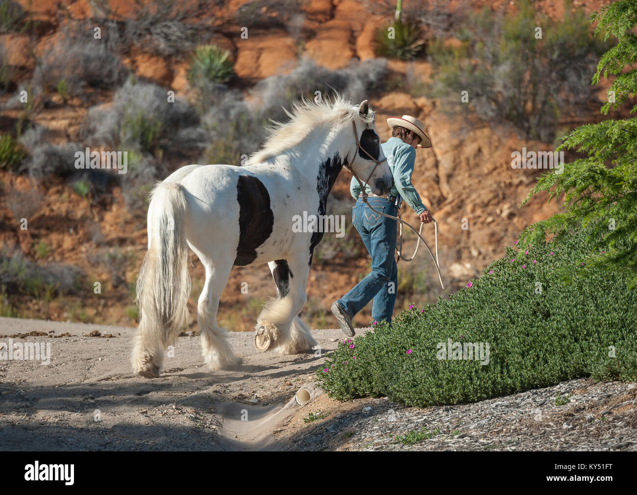 La donna conduce Gypsy Vanner cavallo stallone fino il sentiero di montagna raod Foto Stock
