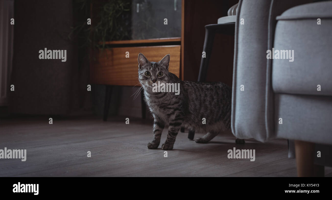 Curioso il pet cat in piedi accanto al divano Foto Stock