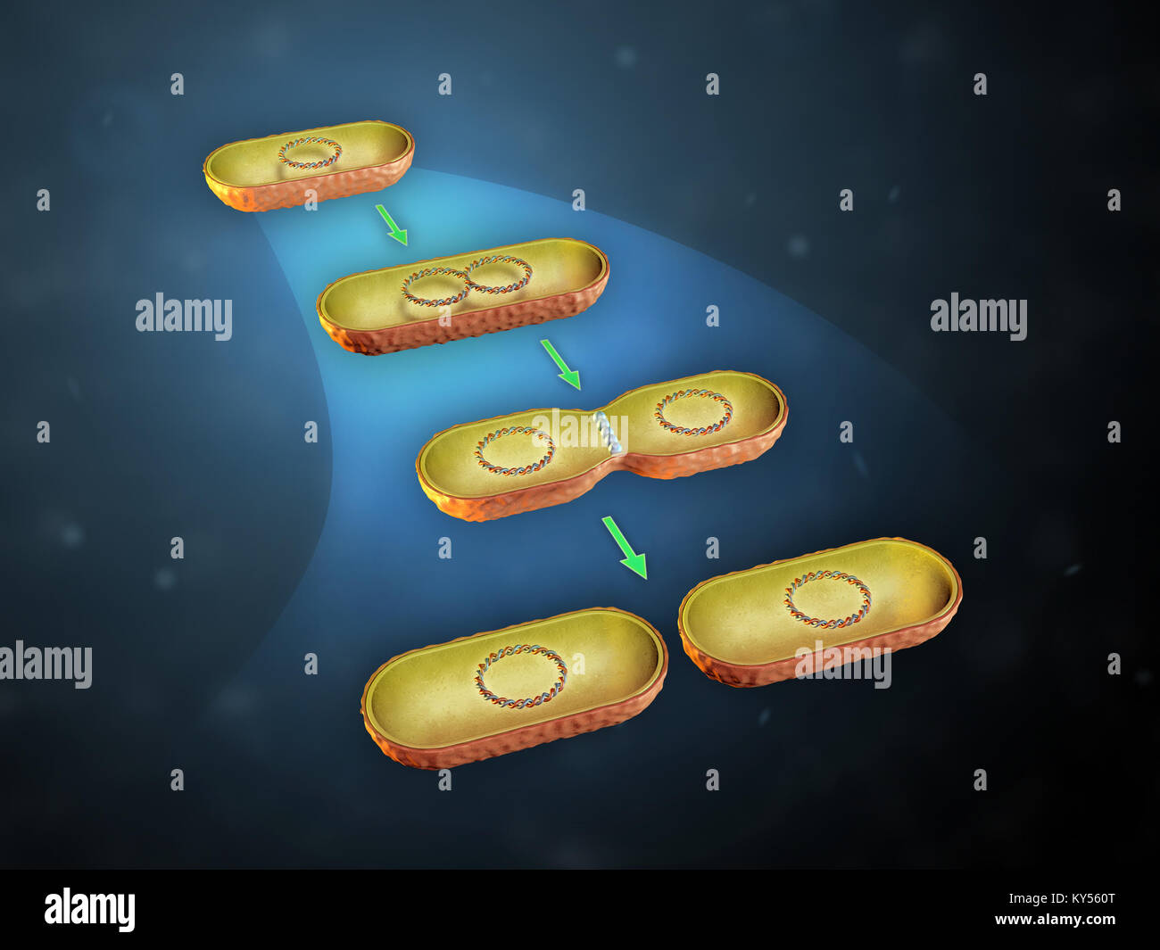 Fissione binaria in batteri. 3D'illustrazione. Foto Stock