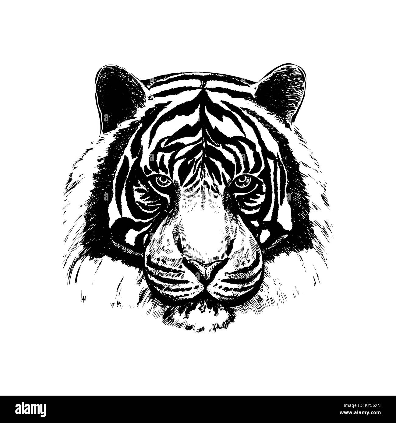 Disegnato a mano stile sketch tiger faccia. Illustrazione di vettore isolato su sfondo bianco. Illustrazione Vettoriale