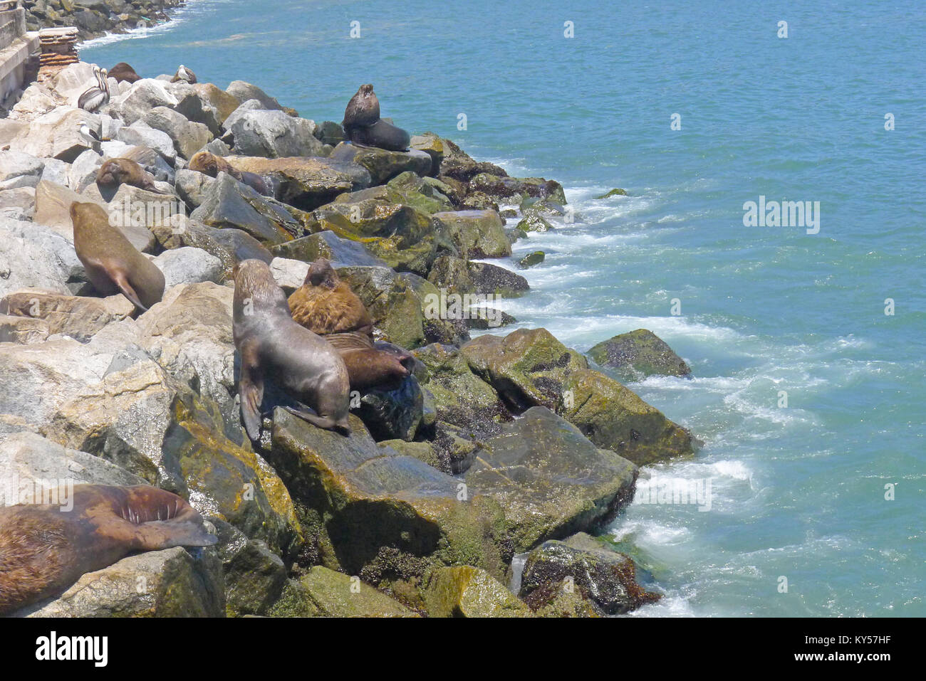 I leoni di mare prendere il sole sulle rocce lungo il porto di San Antonio, Cile. Foto Stock