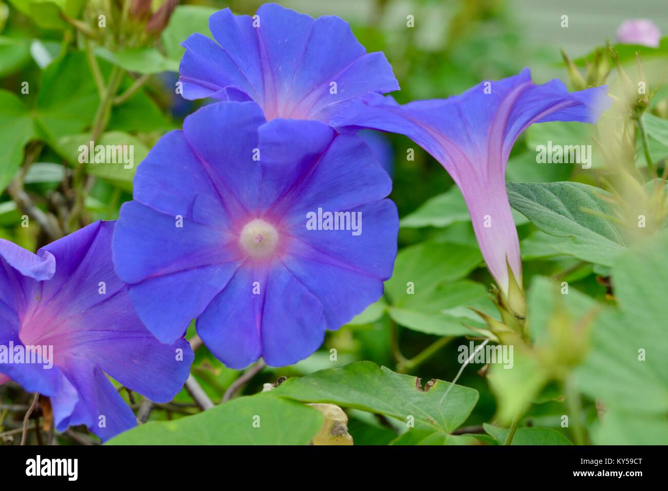 Viola e azzurro gloria di mattina fiori, Ipomoea purpurea, Maleny, Queensland, Australia Foto Stock