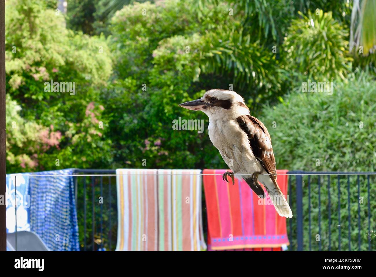 Ridendo kookaburra (Dacelo novaeguineae) seduto su un vetro Recinto per piscina, Sunshine Coast, Queensland, Australia Foto Stock