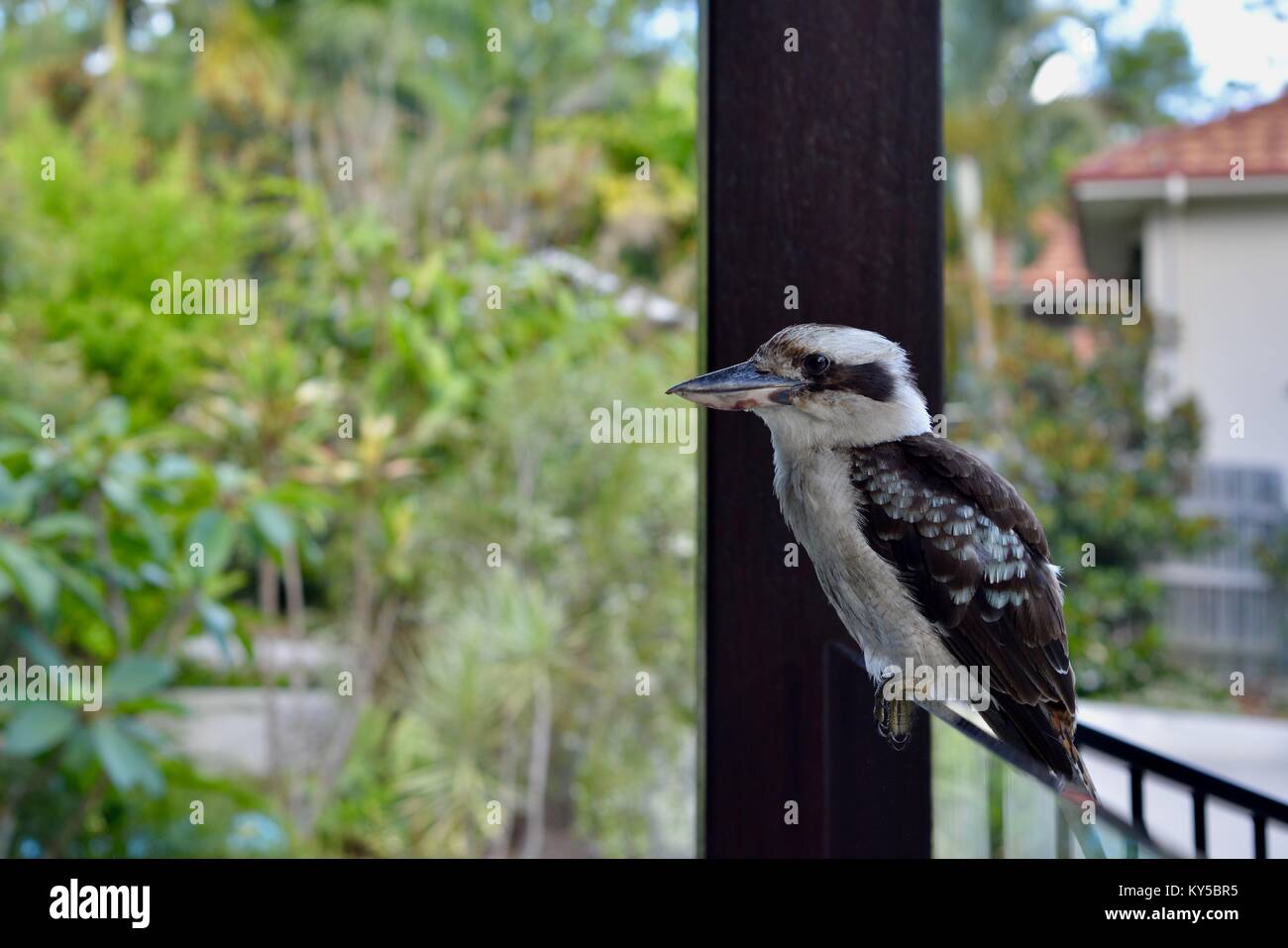 Ridendo kookaburra (Dacelo novaeguineae) seduto su un vetro Recinto per piscina, Sunshine Coast, Queensland, Australia Foto Stock