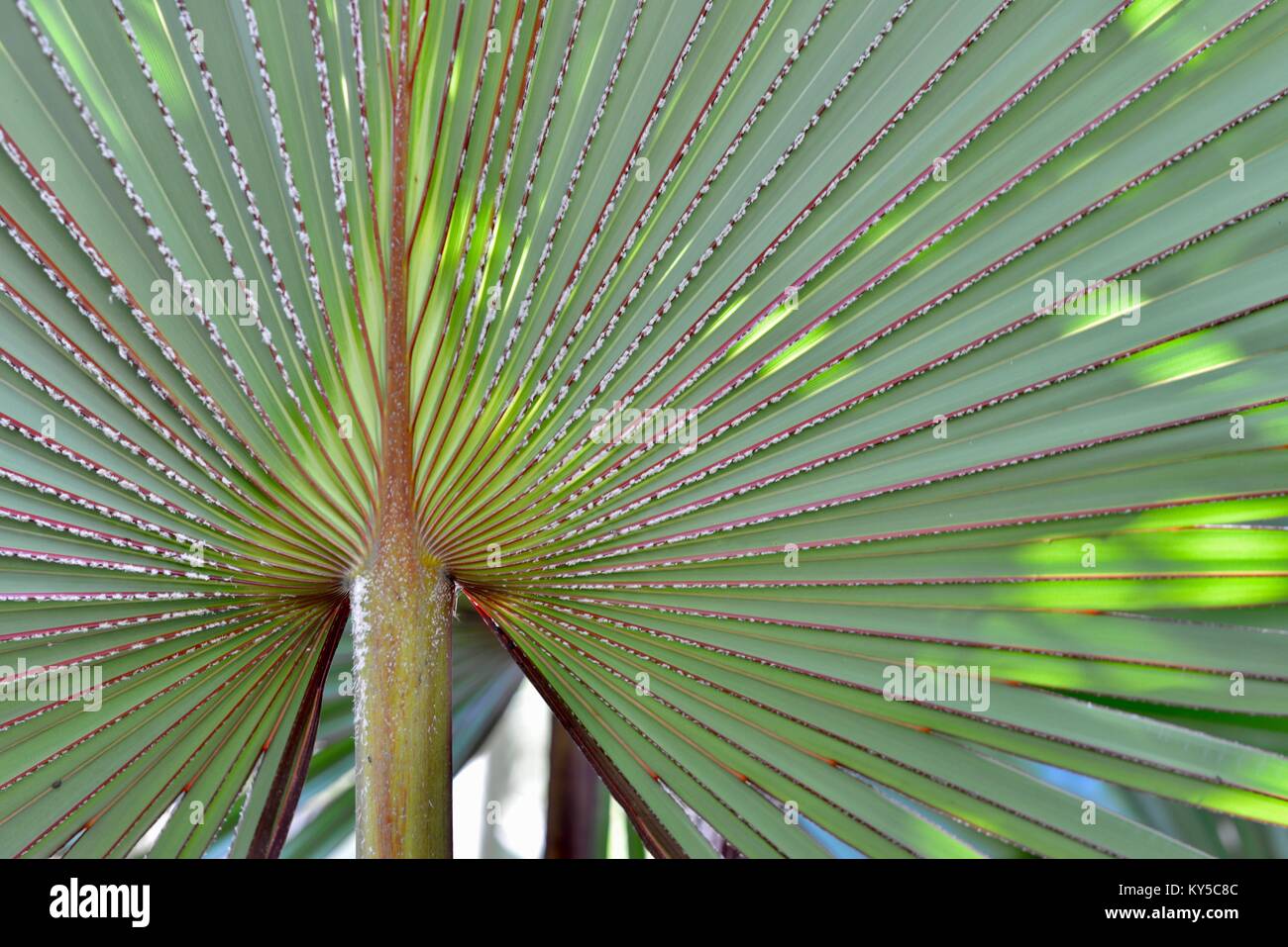 La ventola di foglie di palma con il rosso e il verde in un giardino suburbano, Latania lontaroides, rosso latan palm, Sunshine Coast, Queensland, Australia Foto Stock