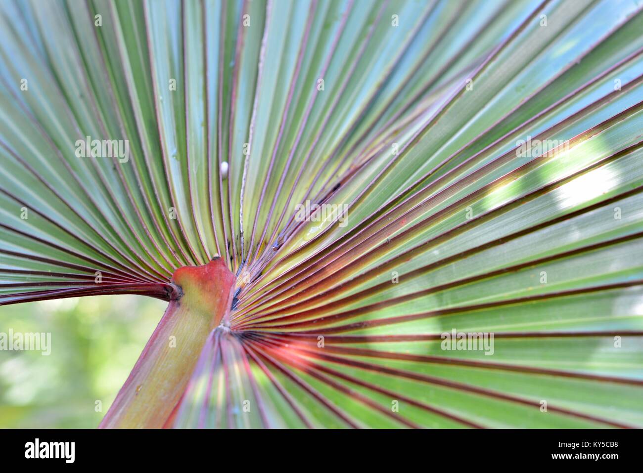 La ventola di foglie di palma con il rosso e il verde in un giardino suburbano, Latania lontaroides, rosso latan palm, Sunshine Coast, Queensland, Australia Foto Stock