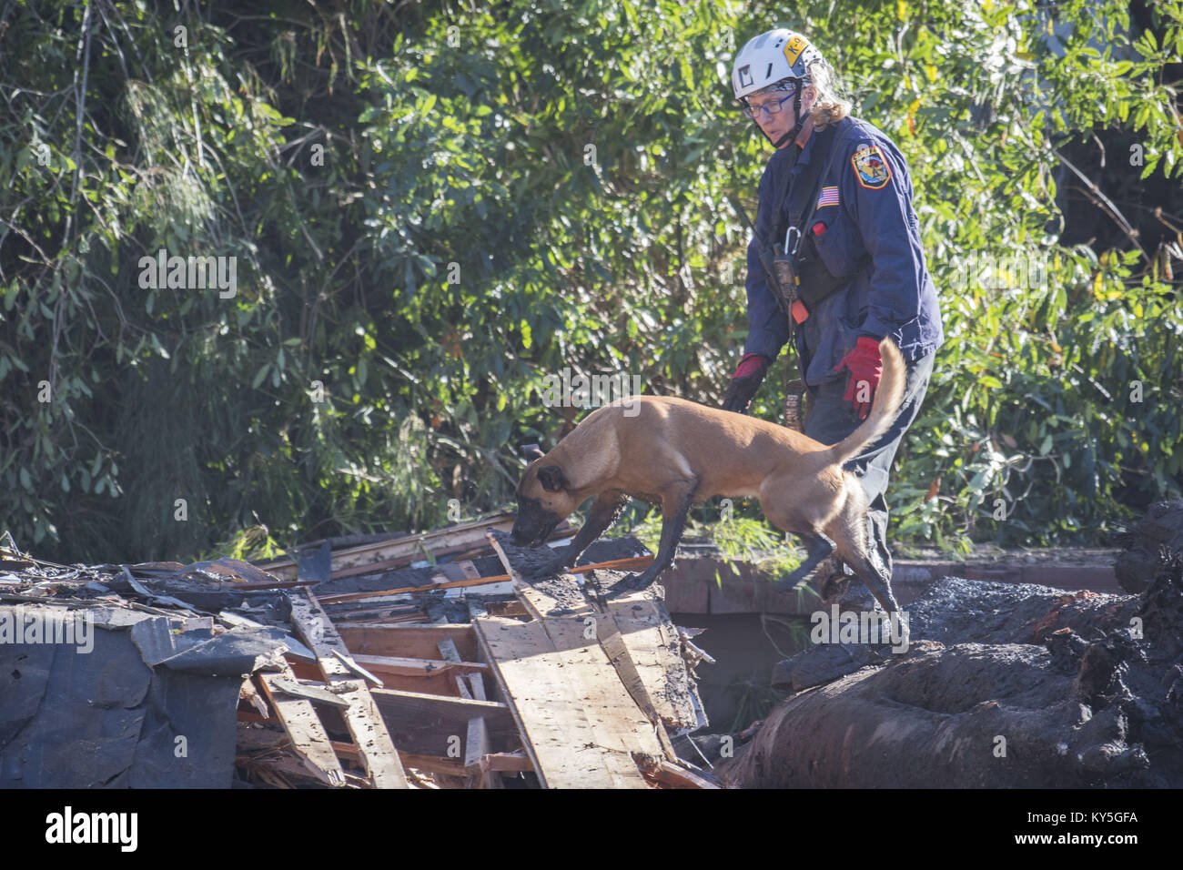 Montecito, California, Stati Uniti d'America. Xii gen, 2018. Una ricerca e salvataggio K9 e il suo gestore condurre operazioni nella zona di Hot Springs e frantoio strade venerdì pomeriggio. Colate di fango causato pesanti danni inizio martedì. Credito: Erick Madrid/ZUMA filo/Alamy Live News Foto Stock